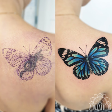 butterfly cover motyl